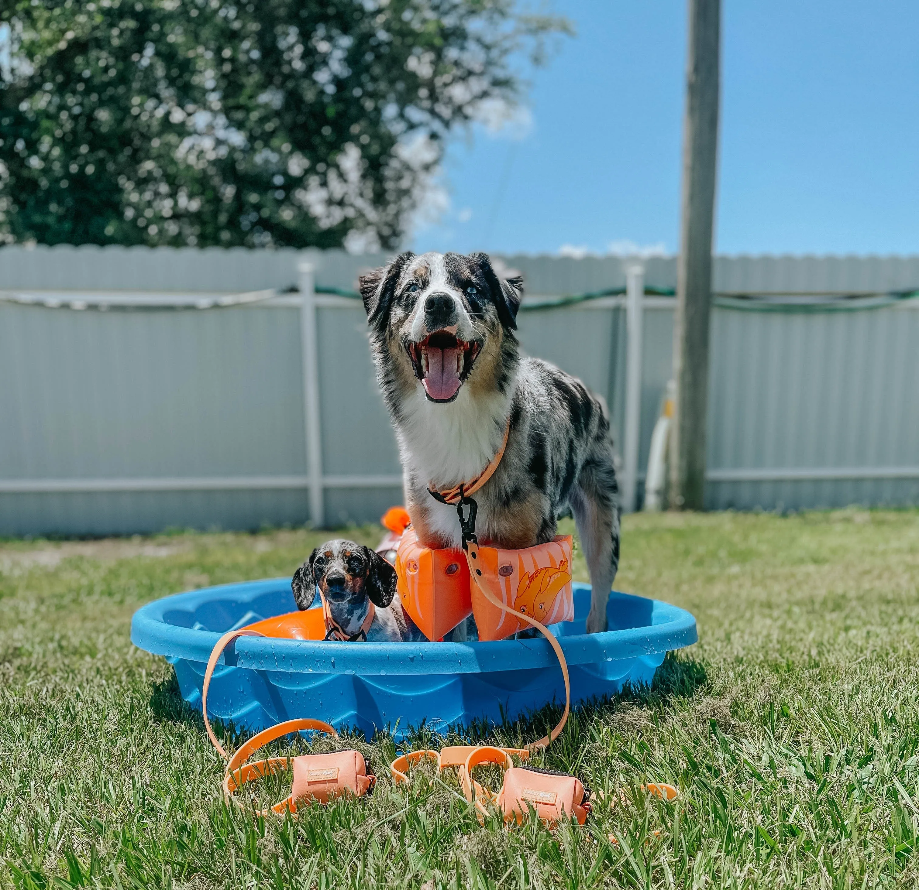 Dog Waste Bag Holder - Adventure Orange