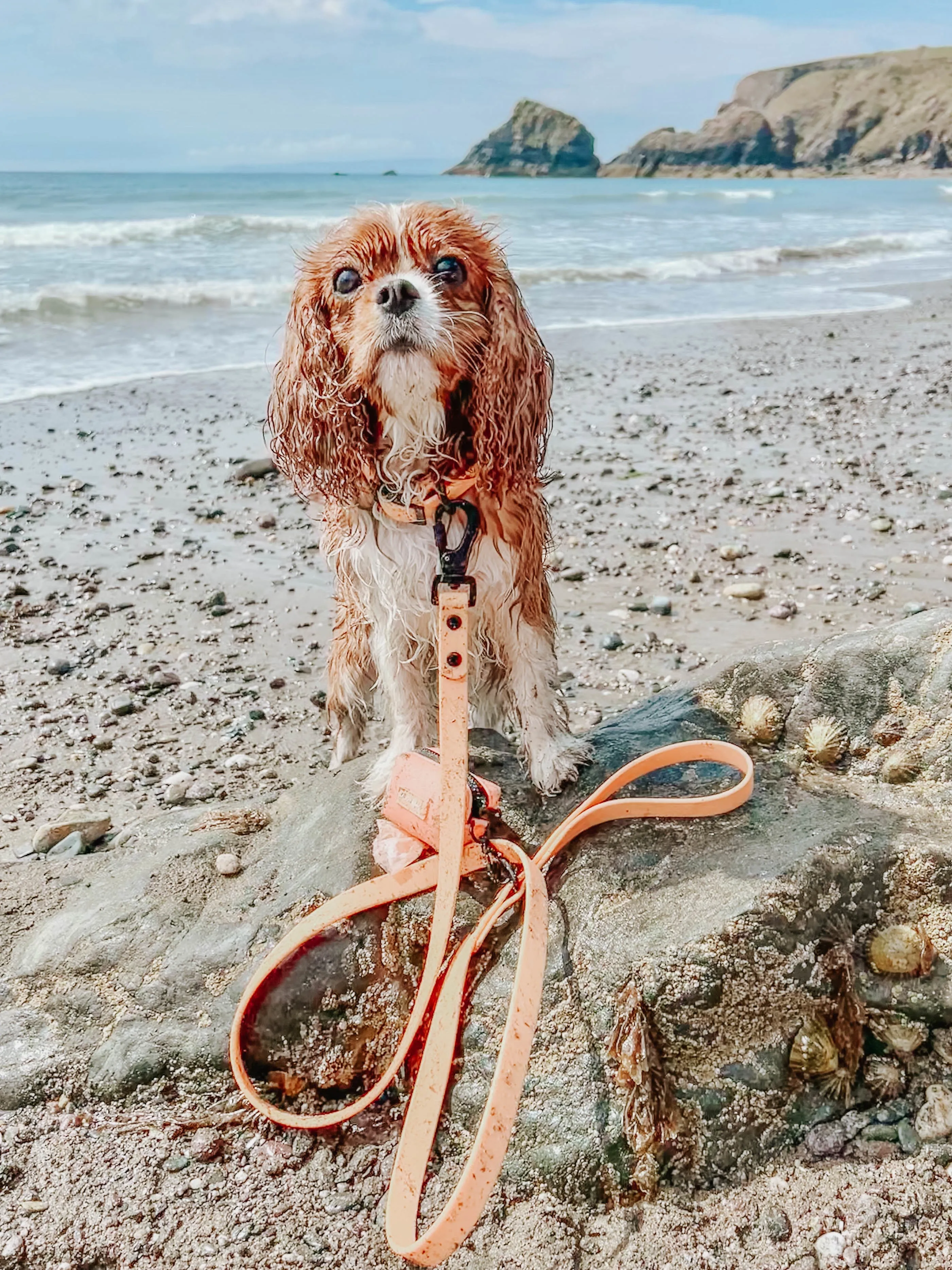 Dog Waste Bag Holder - Adventure Orange