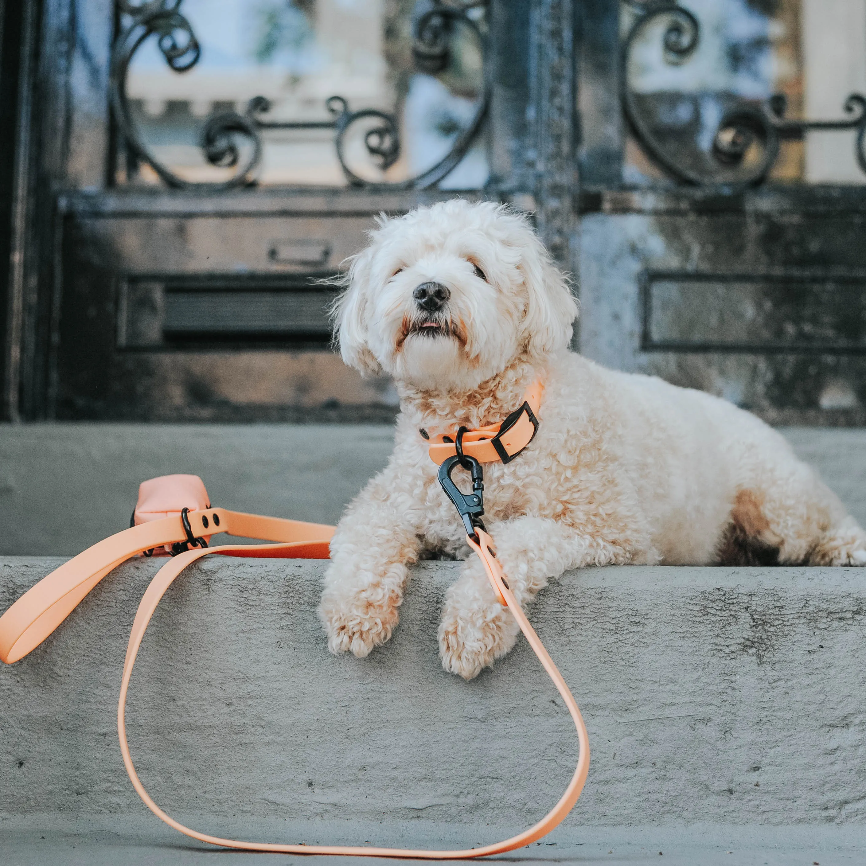 Dog Waste Bag Holder - Adventure Orange