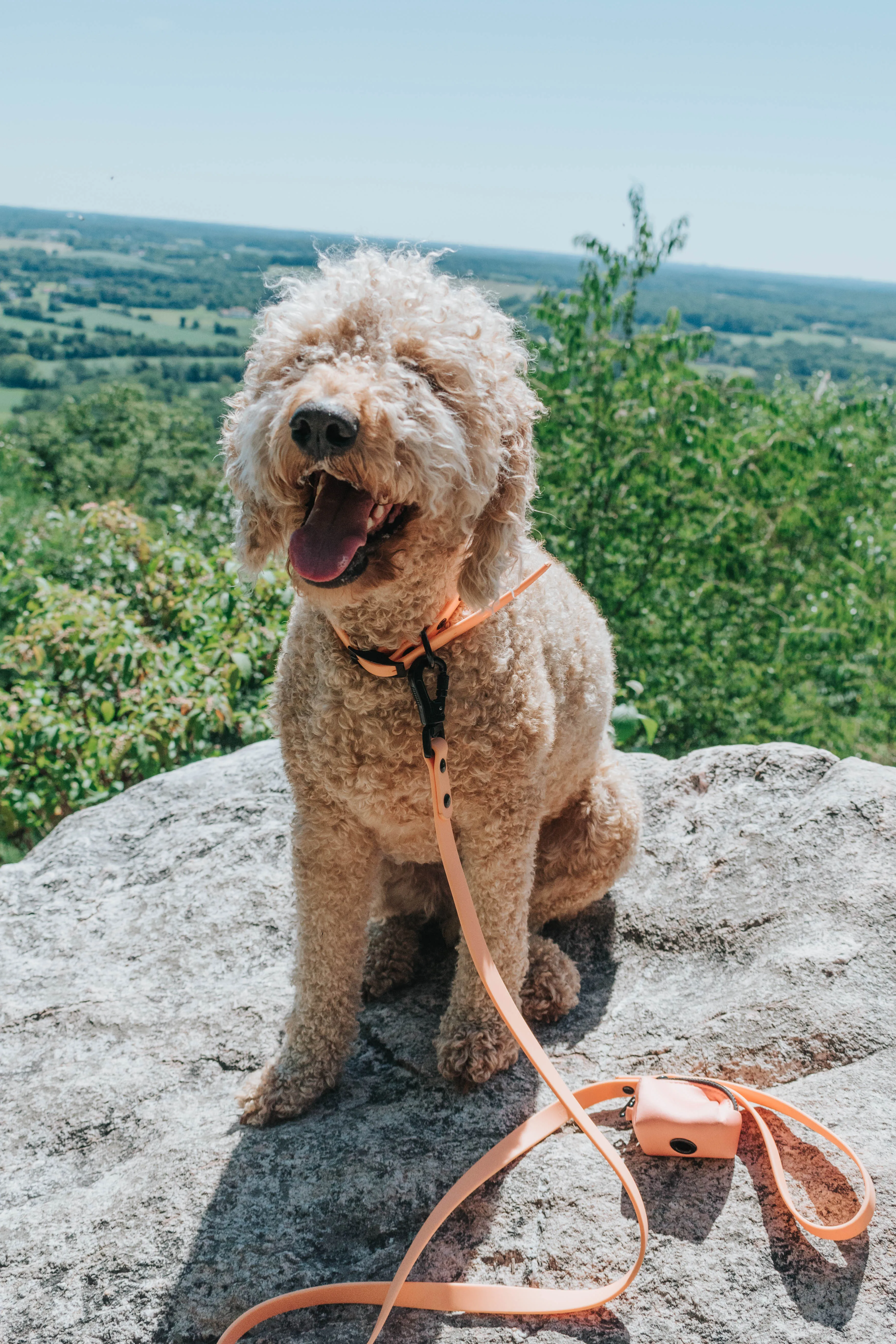 Dog Waste Bag Holder - Adventure Orange