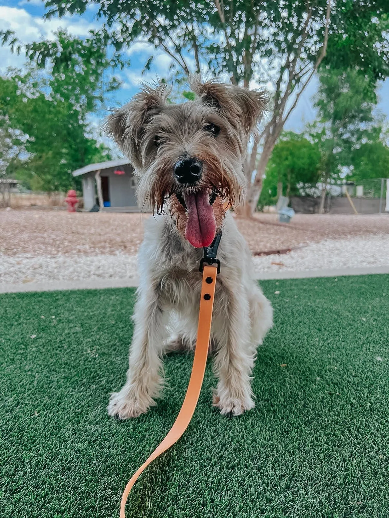 Dog Waste Bag Holder - Adventure Orange