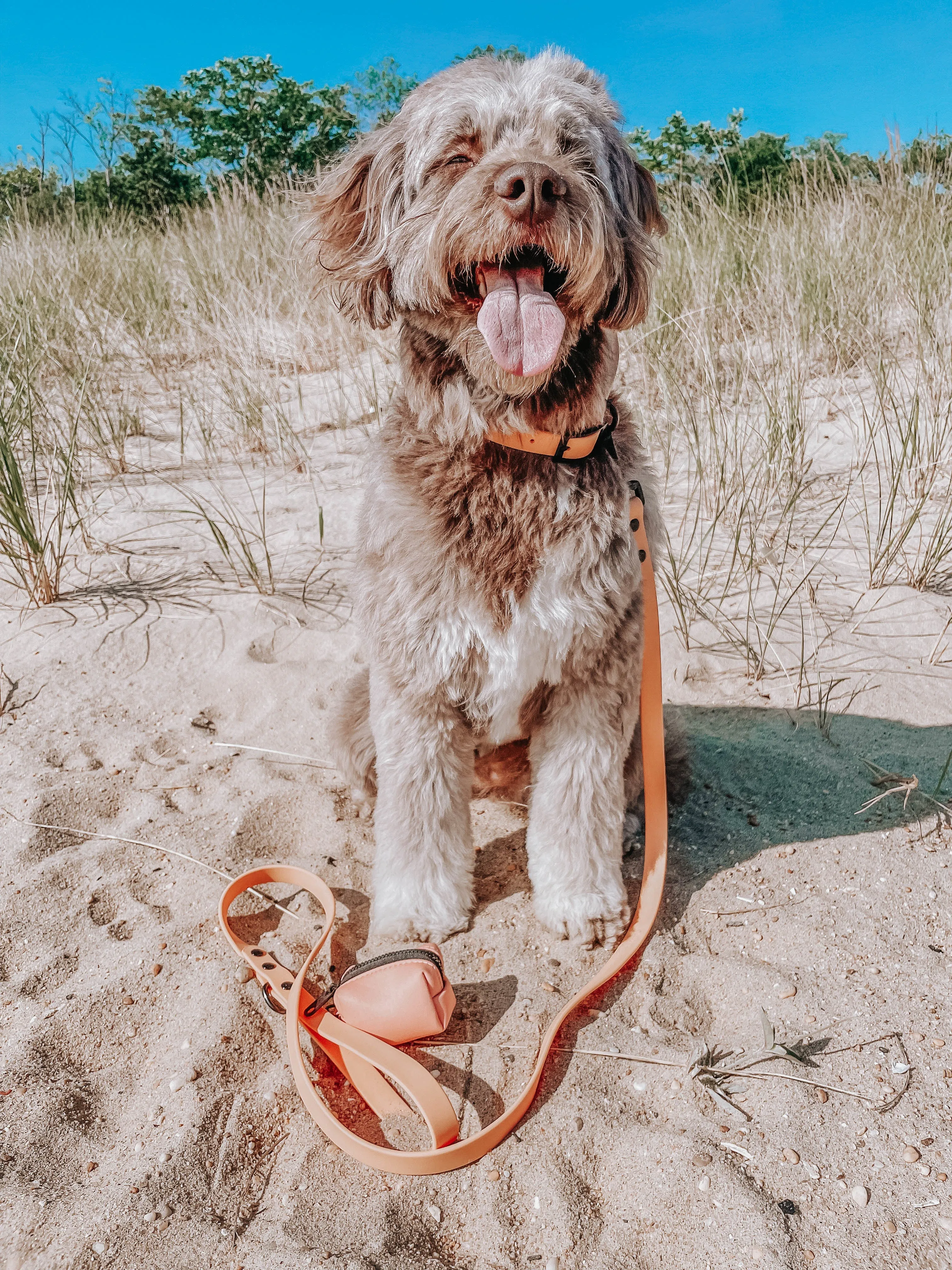 Dog Waste Bag Holder - Adventure Orange